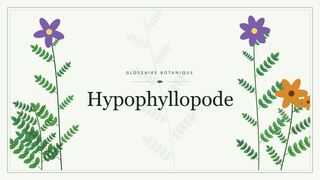 Illustration botanique stylisée du terme « Hypophyllopode » du glossaire