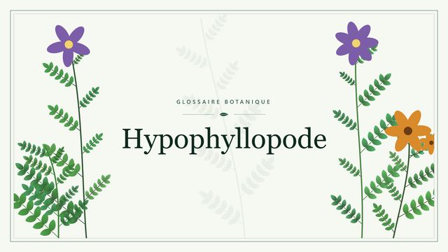 Hypophyllopode : notre analyse Illustration botanique stylisée du terme « Hypophyllopode » du glossaire
