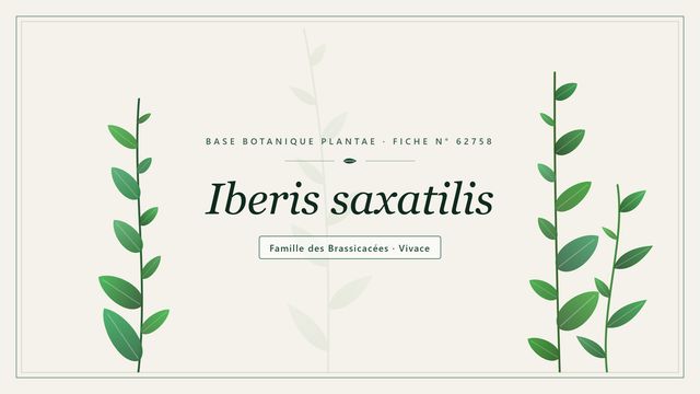 Iberis saxatilis : description et culture de l'ibéris des rochers Planche botanique stylisée d’Iberis saxatilis, famille des Brassicacées