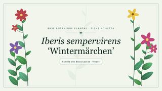 Planche botanique stylisée d’Iberis sempervirens ‘Wintermärchen’, famille des Brassicaceae