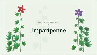 Illustration botanique stylisée du terme « Imparipenne » du glossaire
