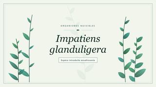 Planche botanique stylisée d’Impatiens glanduligera