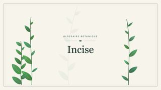 Illustration botanique stylisée du terme « Incise » du glossaire