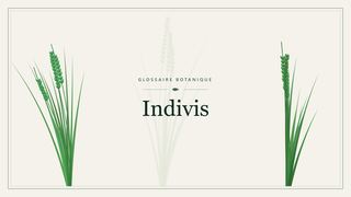 Illustration botanique stylisée du terme « Indivis » du glossaire