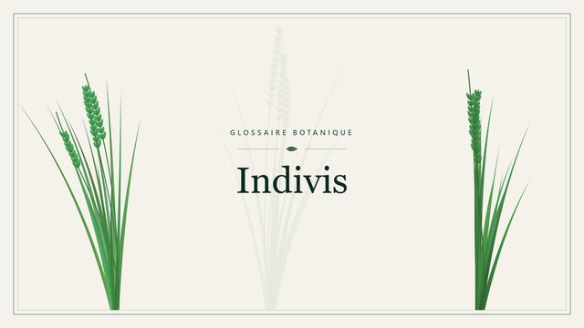 Indivis : repères utiles Illustration botanique stylisée du terme « Indivis » du glossaire