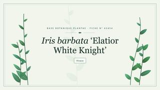 Planche botanique stylisée d’Iris barbata ‘Elatior White Knight’