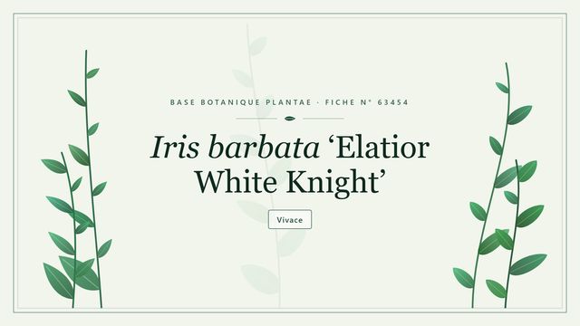 Iris barbata elatior grp white knight : fiche descriptive et taxonomie Planche botanique stylisée d’Iris barbata ‘Elatior White Knight’