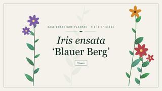 Planche botanique stylisée d’Iris ensata ‘Blauer Berg’