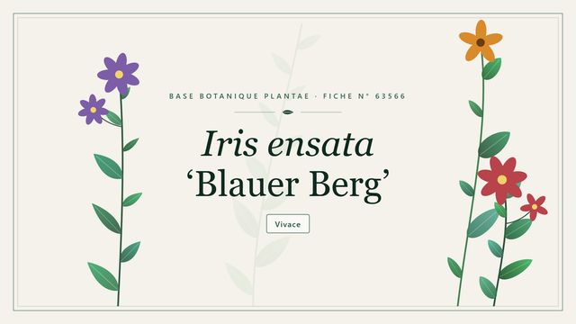 Iris ensata blauer berg : ce qu'il faut savoir Planche botanique stylisée d’Iris ensata ‘Blauer Berg’