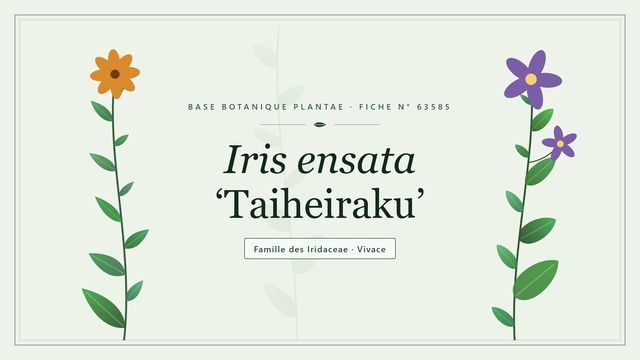Iris ensata taiheiraku : conseils et analyse Planche botanique stylisée d’Iris ensata ‘Taiheiraku’, famille des Iridaceae