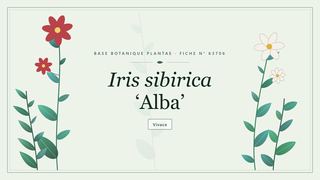 Planche botanique stylisée d’Iris sibirica ‘Alba’