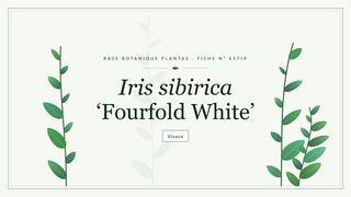 Planche botanique stylisée d’Iris sibirica ‘Fourfold White’