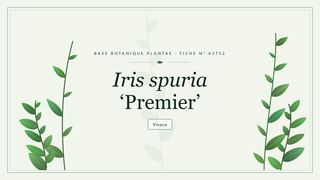 Planche botanique stylisée d’Iris spuria ‘Premier’