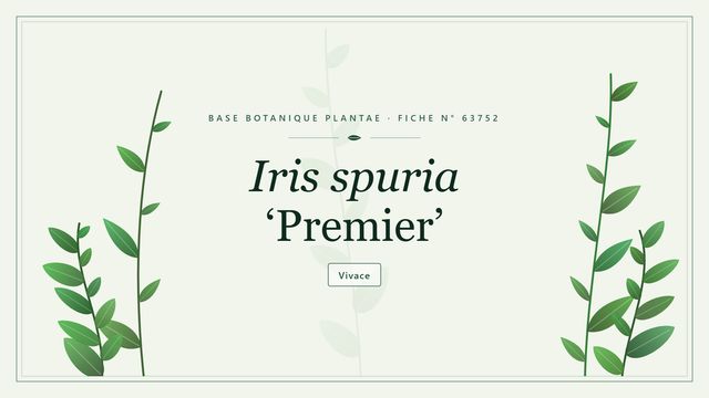 Iris spuria premier : fiche descriptive et taxonomie Planche botanique stylisée d’Iris spuria ‘Premier’