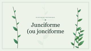 Illustration botanique stylisée du terme « Junciforme (ou jonciforme » du glossaire
