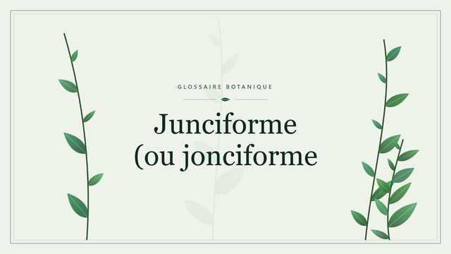 Junciforme ou jonciforme : points clés Illustration botanique stylisée du terme « Junciforme (ou jonciforme » du glossaire