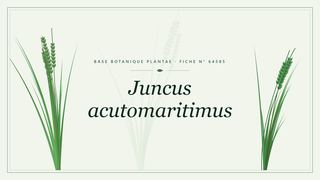 Planche botanique stylisée de Juncus acutomaritimus