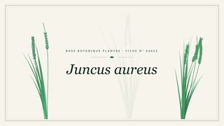 Planche botanique stylisée de Juncus aureus