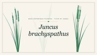 Planche botanique stylisée de Juncus brachyspathus