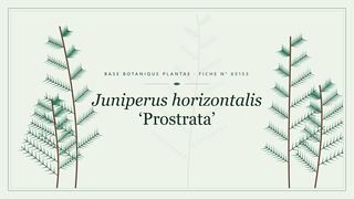 Planche botanique stylisée de Juniperus horizontalis ‘Prostrata’