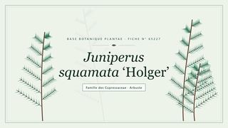 Planche botanique stylisée de Juniperus squamata ‘Holger’, famille des Cupressaceae