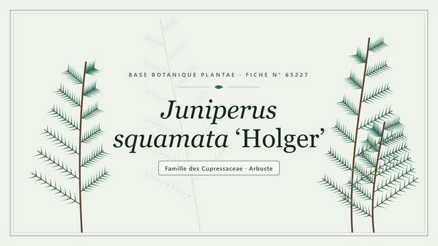 Juniperus squamata holger : points clés Planche botanique stylisée de Juniperus squamata ‘Holger’, famille des Cupressaceae