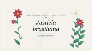 Planche botanique stylisée de Justicia brasiliana, famille des Acanthacées