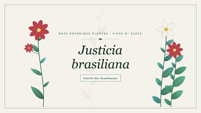 Justicia brasiliana : repères utiles Planche botanique stylisée de Justicia brasiliana, famille des Acanthacées