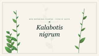Planche botanique stylisée de Kalabotis nigrum