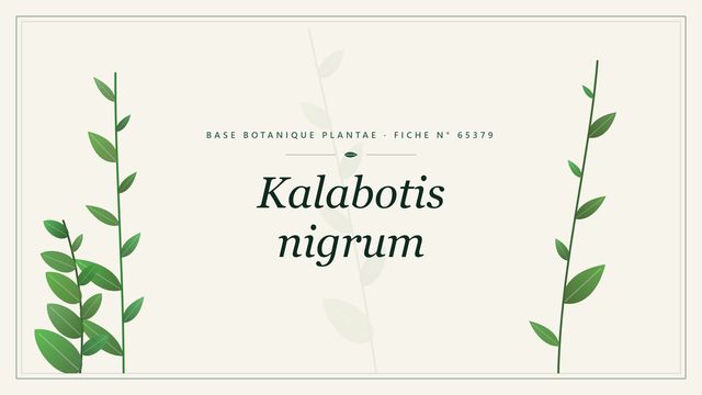 Kalabotis nigrum : fiche descriptive et taxonomie Planche botanique stylisée de Kalabotis nigrum