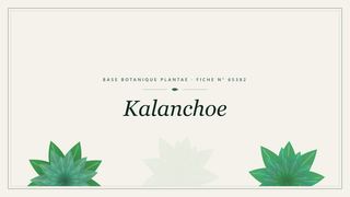 Planche botanique stylisée de Kalanchoe