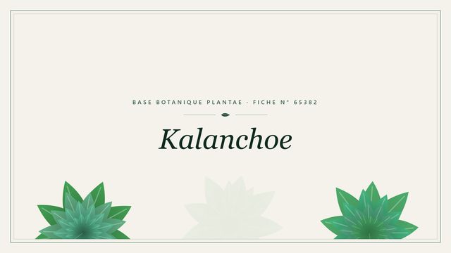 Kalanchoe : description, culture et usages ornementaux Planche botanique stylisée de Kalanchoe