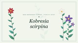 Planche botanique stylisée de Kobresia scirpina