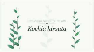 Planche botanique stylisée de Kochia hirsuta