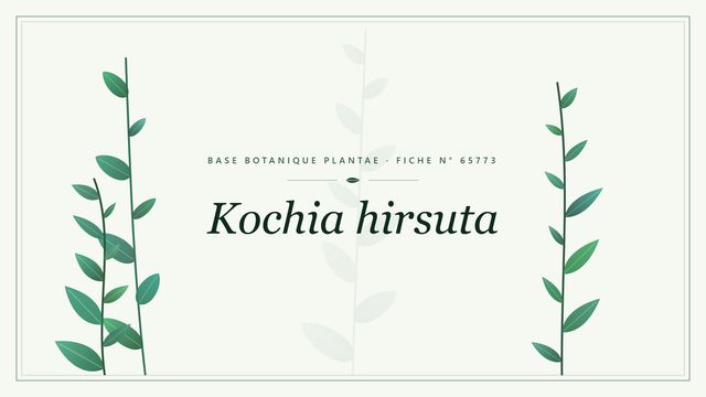 Kochia hirsuta : fiche descriptive et taxonomie Planche botanique stylisée de Kochia hirsuta
