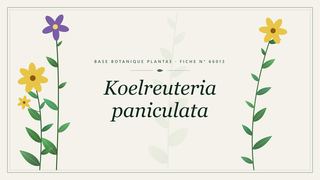 Planche botanique stylisée de Koelreuteria paniculata