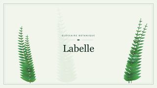Illustration botanique stylisée du terme « Labelle » du glossaire
