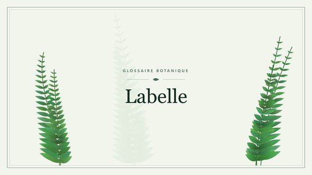 Définition de « labelle » en botanique Illustration botanique stylisée du terme « Labelle » du glossaire