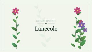 Illustration botanique stylisée du terme « Lanceole » du glossaire