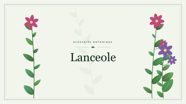 Définition de « lancéolé » en botanique Illustration botanique stylisée du terme « Lanceole » du glossaire