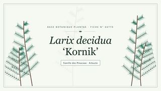 Planche botanique stylisée de Larix decidua ‘Kornik’, famille des Pinaceae