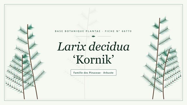 Larix decidua kornik : ce qu'il faut savoir Planche botanique stylisée de Larix decidua ‘Kornik’, famille des Pinaceae
