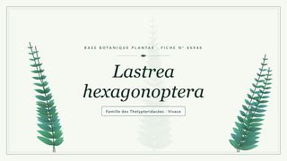 Planche botanique stylisée de Lastrea hexagonoptera, famille des Thelypteridacées