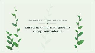 Planche botanique stylisée de Lathyrus quadrimarginatus subsp. tetrapterus