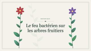 Visuel botanique stylisé : Le feu bactérien sur les arbres fruitiers