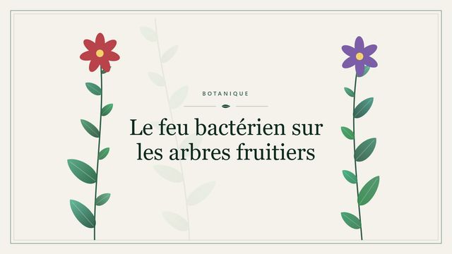 Le feu bactérien sur les arbres fruitiers Visuel botanique stylisé : Le feu bactérien sur les arbres fruitiers
