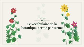 Visuel botanique stylisé : Le vocabulaire de la botanique, terme par terme