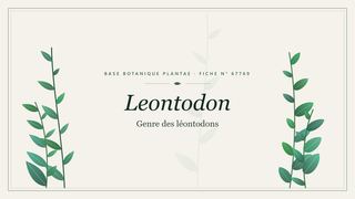 Planche botanique stylisée de Leontodon (Genre des léontodons)