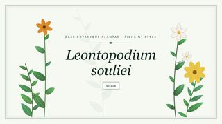 Planche botanique stylisée de Leontopodium souliei