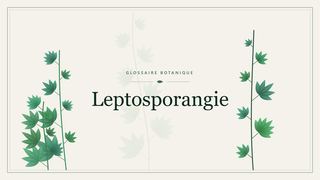 Illustration botanique stylisée du terme « Leptosporangie » du glossaire
